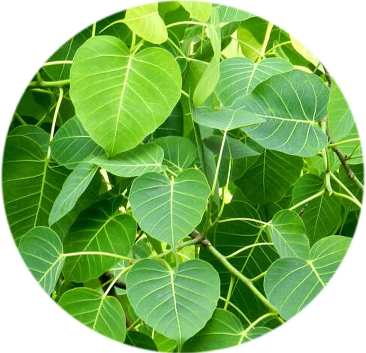 SENTA Valli Organics Peepal Leaf Powder (100 g) - görsel 1