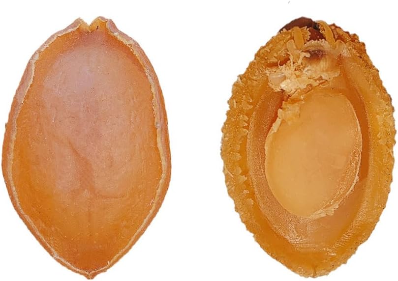 Dried Abalone (100 g) - görsel 1