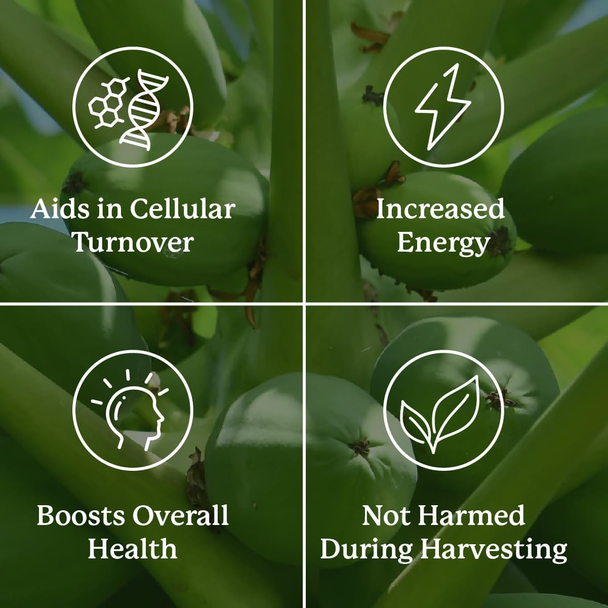 Nature's Sunshine Paw Paw Cell-Reg, 180 Capsules - görsel 5