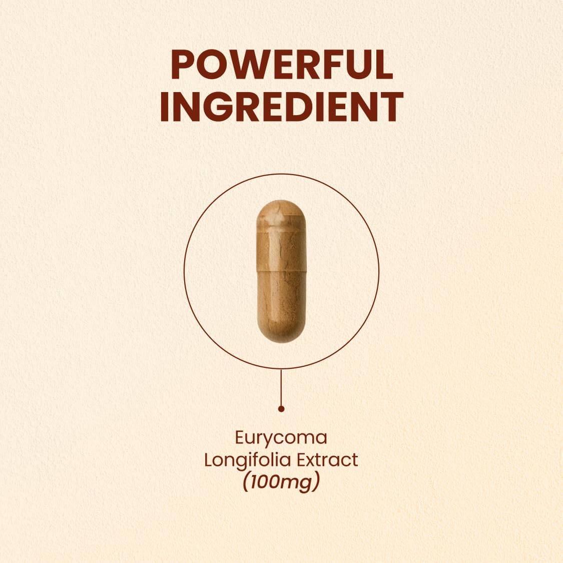 CHOQ Tongkat Ali Extract 100mg – LJ100 Longjack with 40% Glycosaponins, 30 Capsules - görsel 2