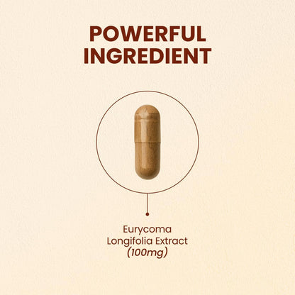CHOQ Tongkat Ali Extract 100mg – LJ100 Longjack with 40% Glycosaponins, 30 Capsules