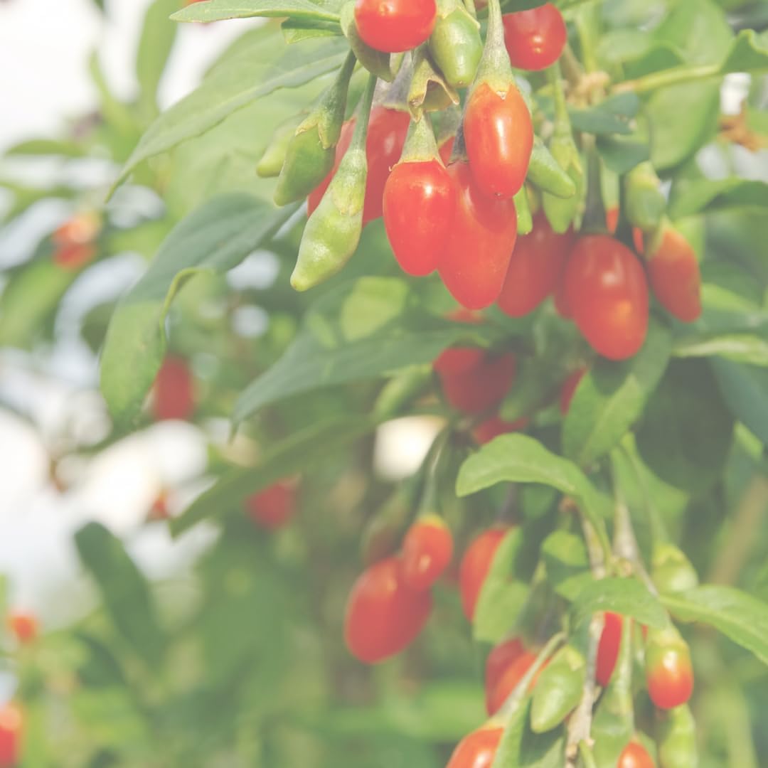 Pure Original Ingredients Goji Berry Capsules (100 Capsules) - görsel 6