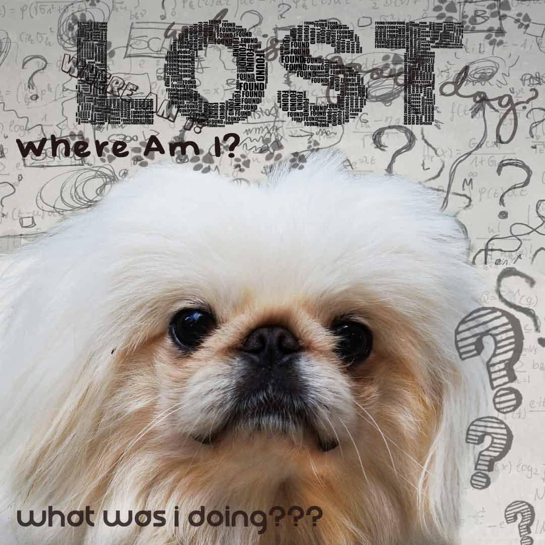 The Blissful Dog Pekingese Age Well Spray Aromatherapy - görsel 5