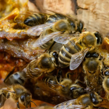 Earthborn Elements Bee Propolis (200 Capsules) Pure & Natural, Gluten-Free & Non-GM