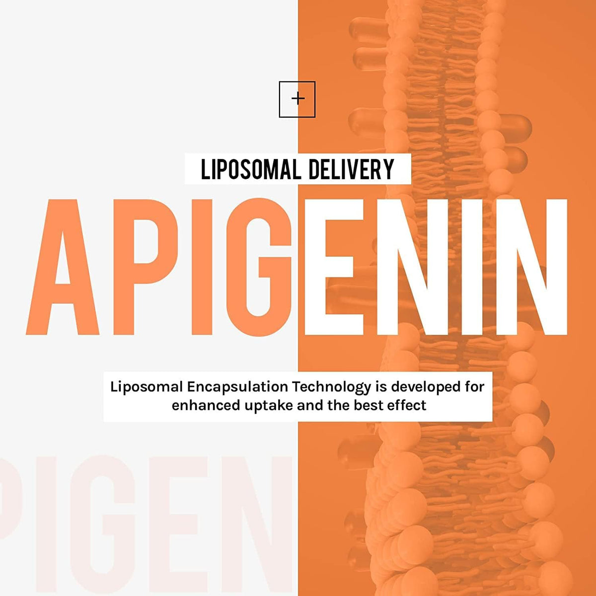 Cenffitio Liposomal Apigenin 500mg Softgels – with Fisetin, Quercetin & Theaflavins – 12 Month Supply - görsel 2