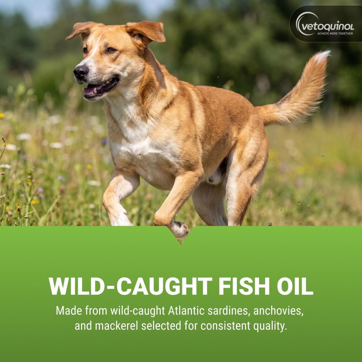 Vetoquinol Triglyceride Omega - Fish Oil for – Overall Wellbeing: Omega-3s assist in maintaining normal joint – Image 4