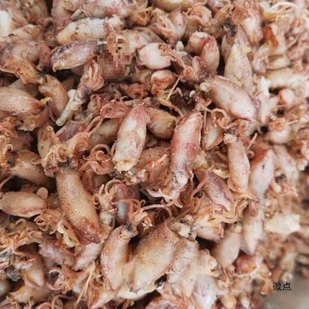 Dried Squid Cuttlefish Moyuzai (1000g) - görsel 4