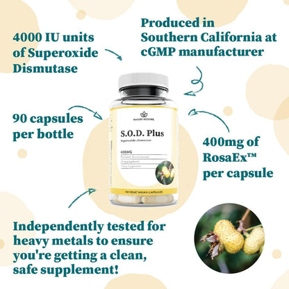 Superoxide Dismutase (SOD) Supplement - High SOD-Like Activity Enzyme, Vegan, 90 Capsules