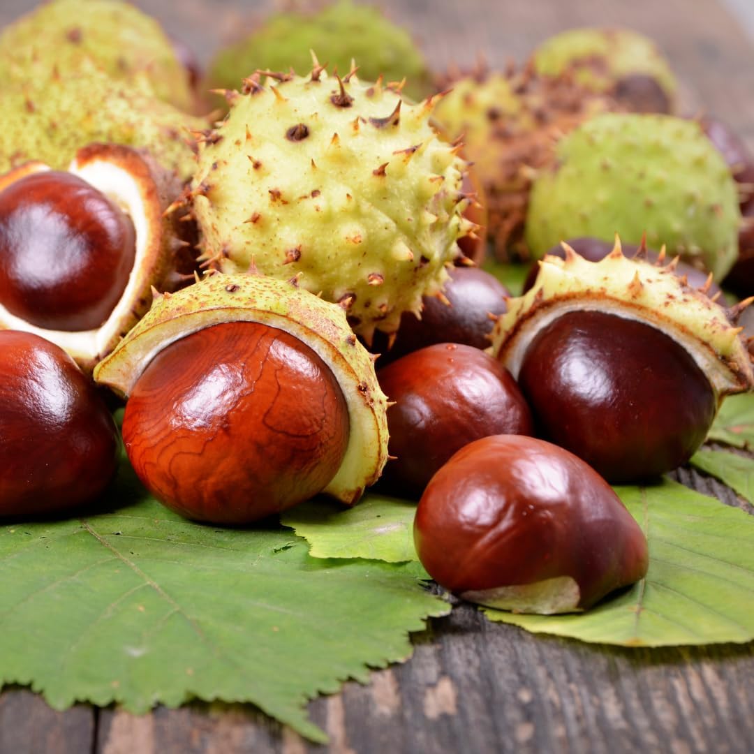 Earthborn Elements Horse Chestnut 200 Capsules, Pure & Undiluted, No Additives - görsel 6