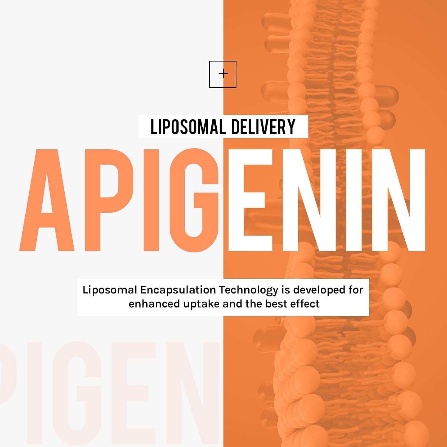 Cenffitio Liposomal Apigenin 500mg – with Fisetin, Quercetin & Theaflavins – 60 Softgels - görsel 2