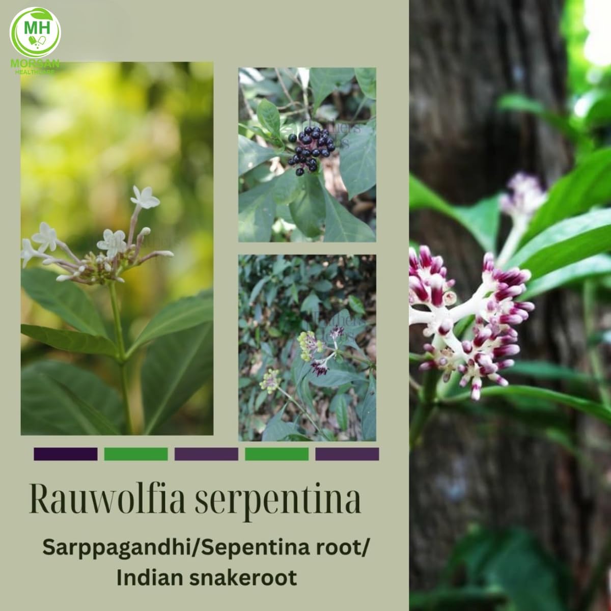 Morsan Health care Sarpgandha (Rauwolfia Serpentina) Capsules – Pack of 2 x 60 Veg Capsules | 500 mg Herbal Extract - görsel 3