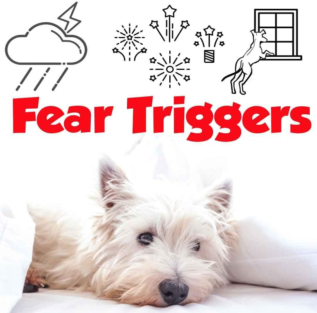 The Blissful Dog West Highland White Terrier Relax Dog Aromatherapy Spray for Dog Anxiety - görsel 5
