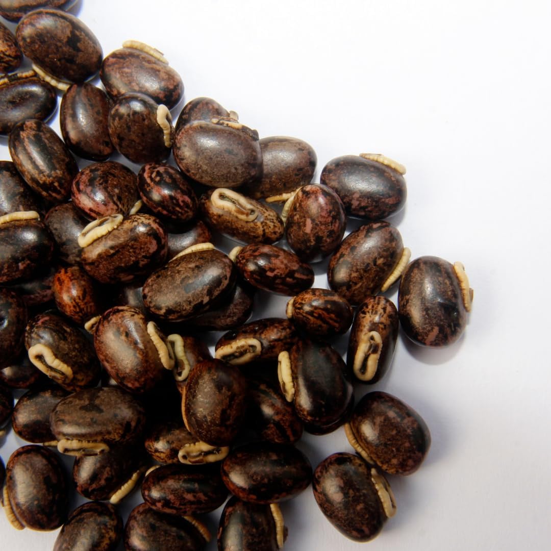 PURE ORIGINAL INGREDIENTS Mucuna Pruriens (2 lb), Pure and Natural, Non-GMO, Gluten-Free - görsel 5