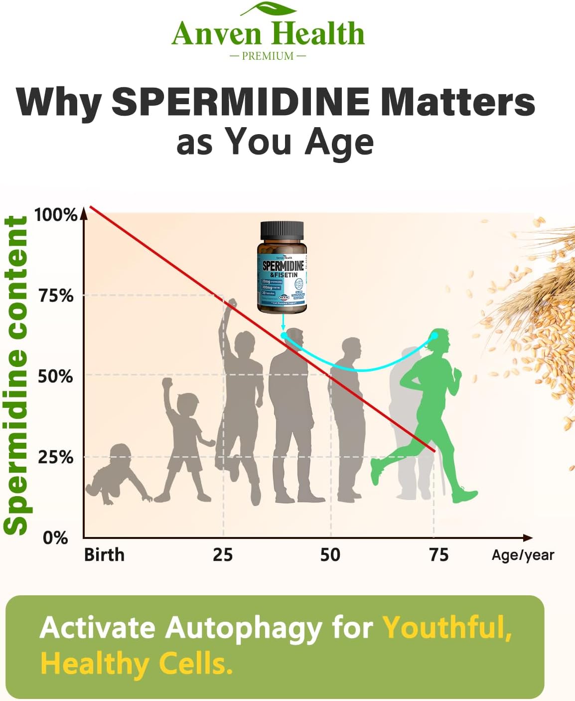 Spermidine & Fisetin Supplement – 20mg Spermidine + 300mg Fisetin, 60 Veggie Capsules - görsel 7