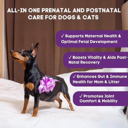Prenatal Vitamins for Dogs & Cats – Pre & Postnatal Supplement with Probiotics, Glucosamine, MSM, CoQ10, & Essential Vitamins – Supports Pregnancy, Nursing & Recovery – 90 Soft Chews (Salmon Flavour)