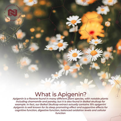 Nootropics Depot Apigenin Capsules | 200mg | 30 Capsules | >98% Apigenin