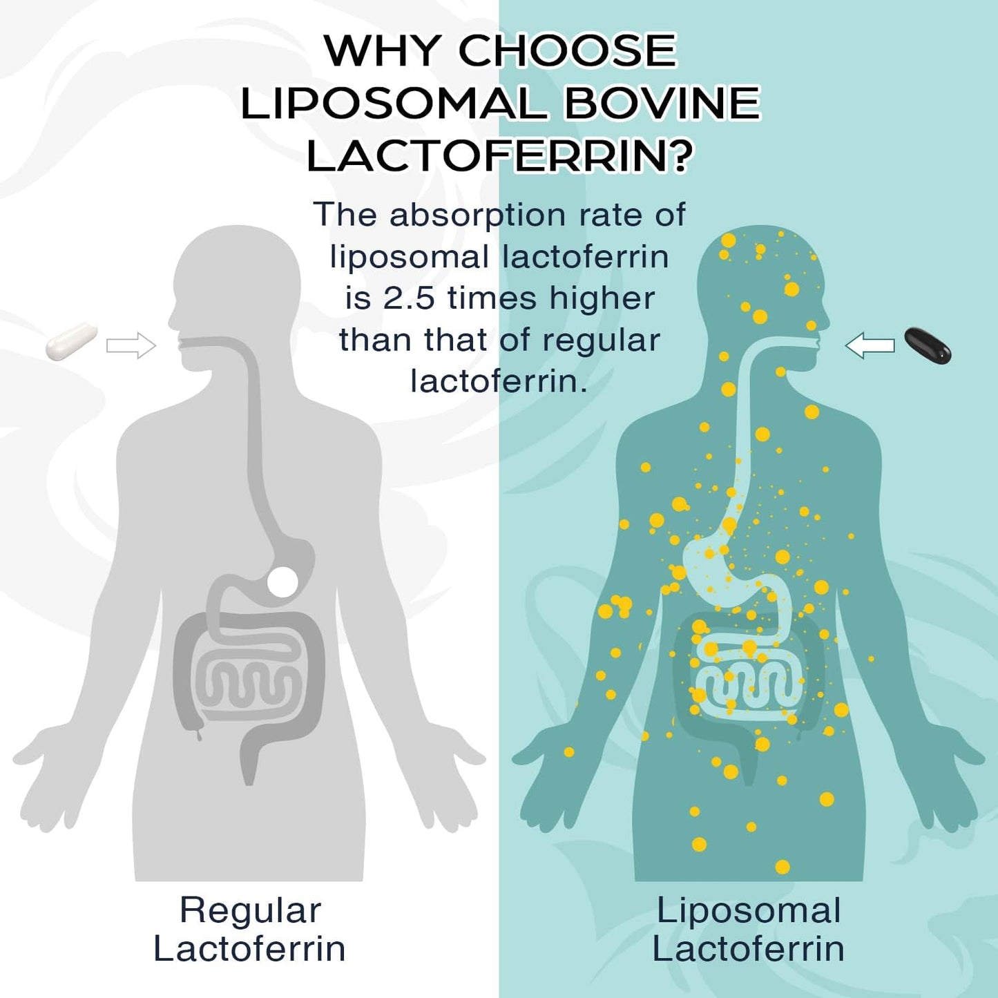 Liposomal Bovine Lactoferrin 1000 mg – for Iron Absorption & Immune Function, 60 Softgels (2 Bottles) - görsel 6