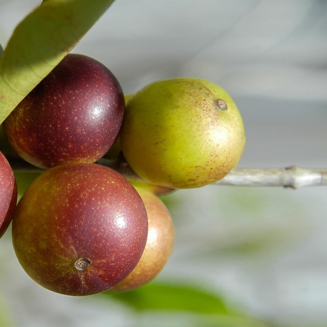 Pure Original Ingredients Camu Camu Powder – Natural Vitamin C Source, 227 g - görsel 3