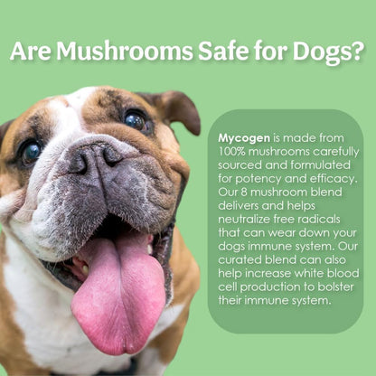 Mycogen Immune Support for Dogs – Beta Glucan, Reishi, Shiitake & Maitake Mushroom Blend – 60 Tasty Liver-Flavoured Soft Chews