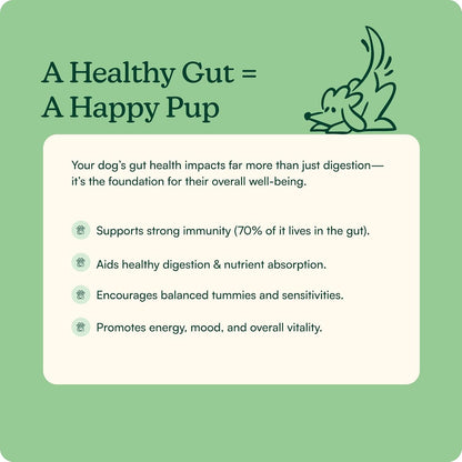 Reggie Pumpkin Probiotic Powder for Dogs - 7-Strain Probiotics + Pumpkin for Gut Health, Digestion & Stool Consistency | Natural Dog Digestive Supplement | Vet-Approved & Made in USA | 40 Scoops