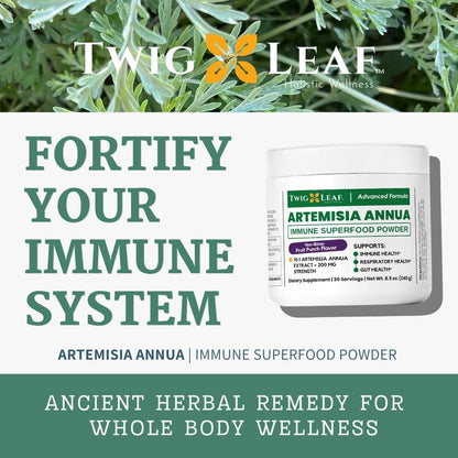 Artemisia Annua Sweet Wormwood Herbal Powder | Immune & Brain Support | Non-GMO, Vegan, Gluten-free (240g)
