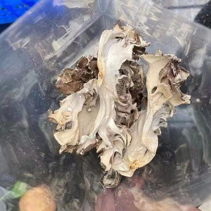 Maitake Mushroom Huishuhua (250g)