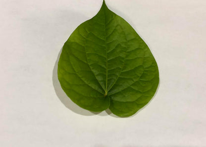 Fresh Betel Leaf (Paan) – 10 Leaves for Chewing, Puja & Ayurvedic Uses