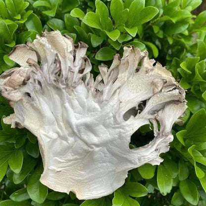 Maitake Mushroom Huishuhua (1000g)