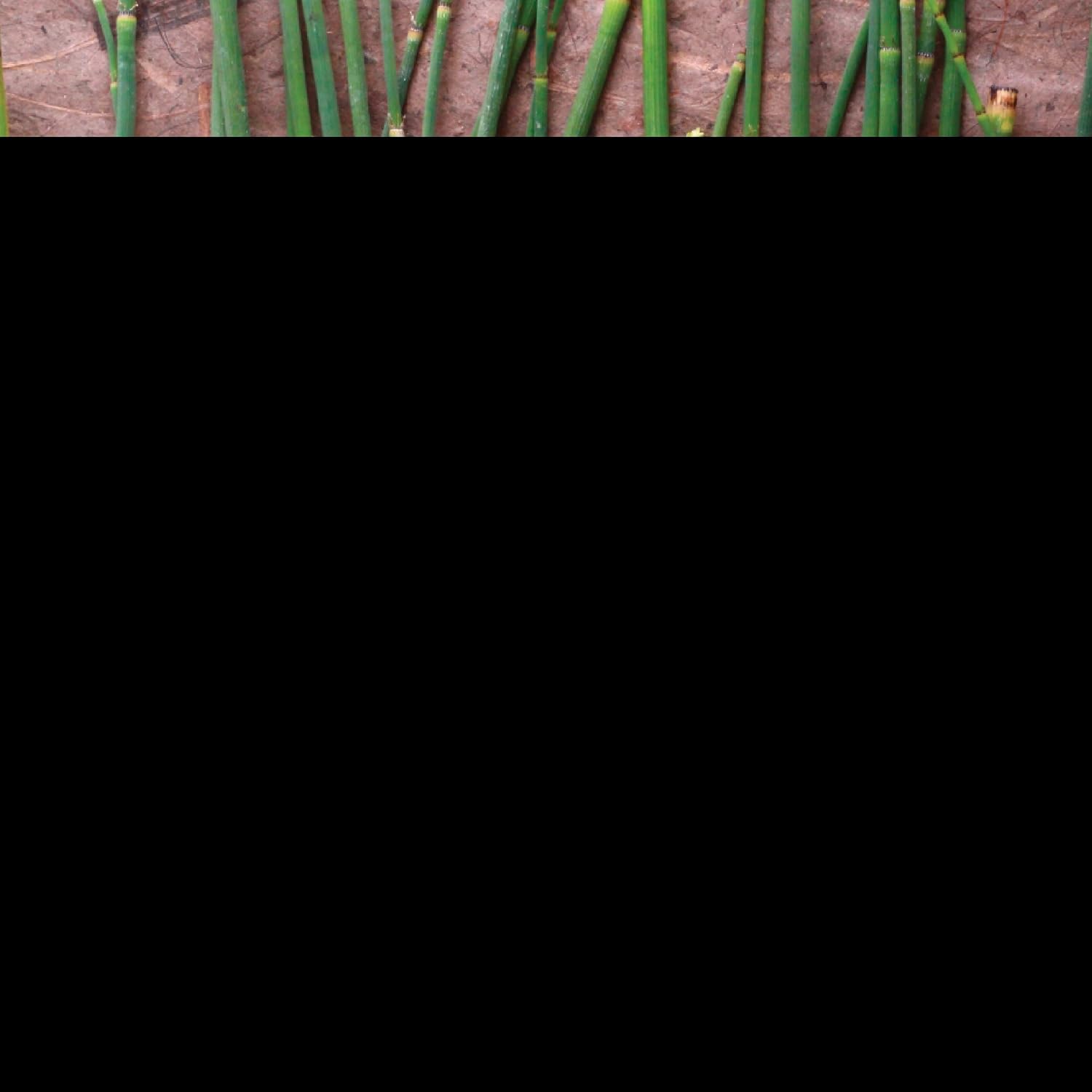 Nature's Sunshine Horsetail, 100 Capsules - görsel 2