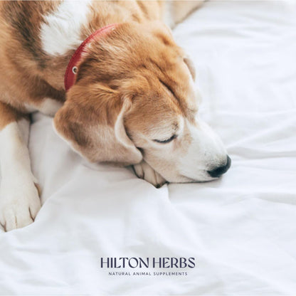 Hilton Herbs Canine Tranquillity Supplement for Anxiety, Nerves, and Stress in Dogs, 125 g Tub