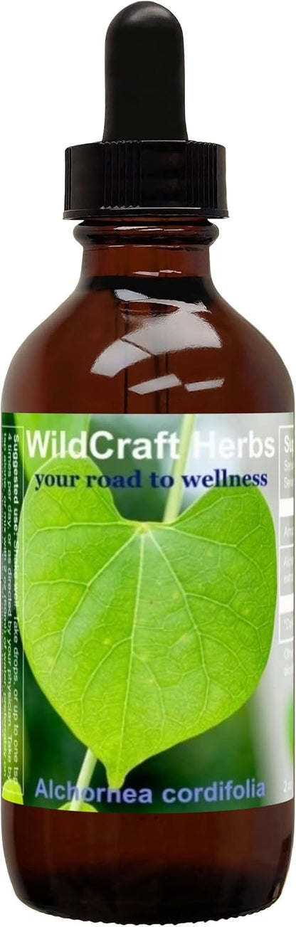 Alchornea Cordifolia Extract 118 ml