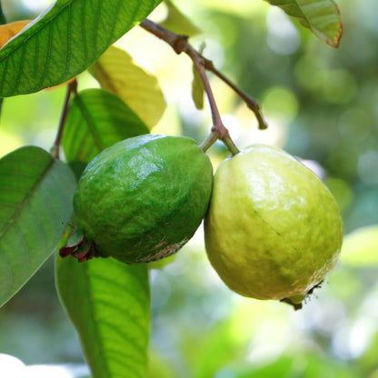 Pure Original Ingredients Guava Leaf Powder, 227g, 4:1 Extract