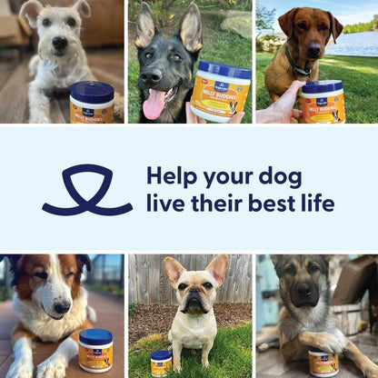 Origin Labs Belly Buddies Probiotics for Dogs - Prebiotics & Probiotics - 5 Billion CFU - Natural Bacon Flavour, 90 Soft Chews