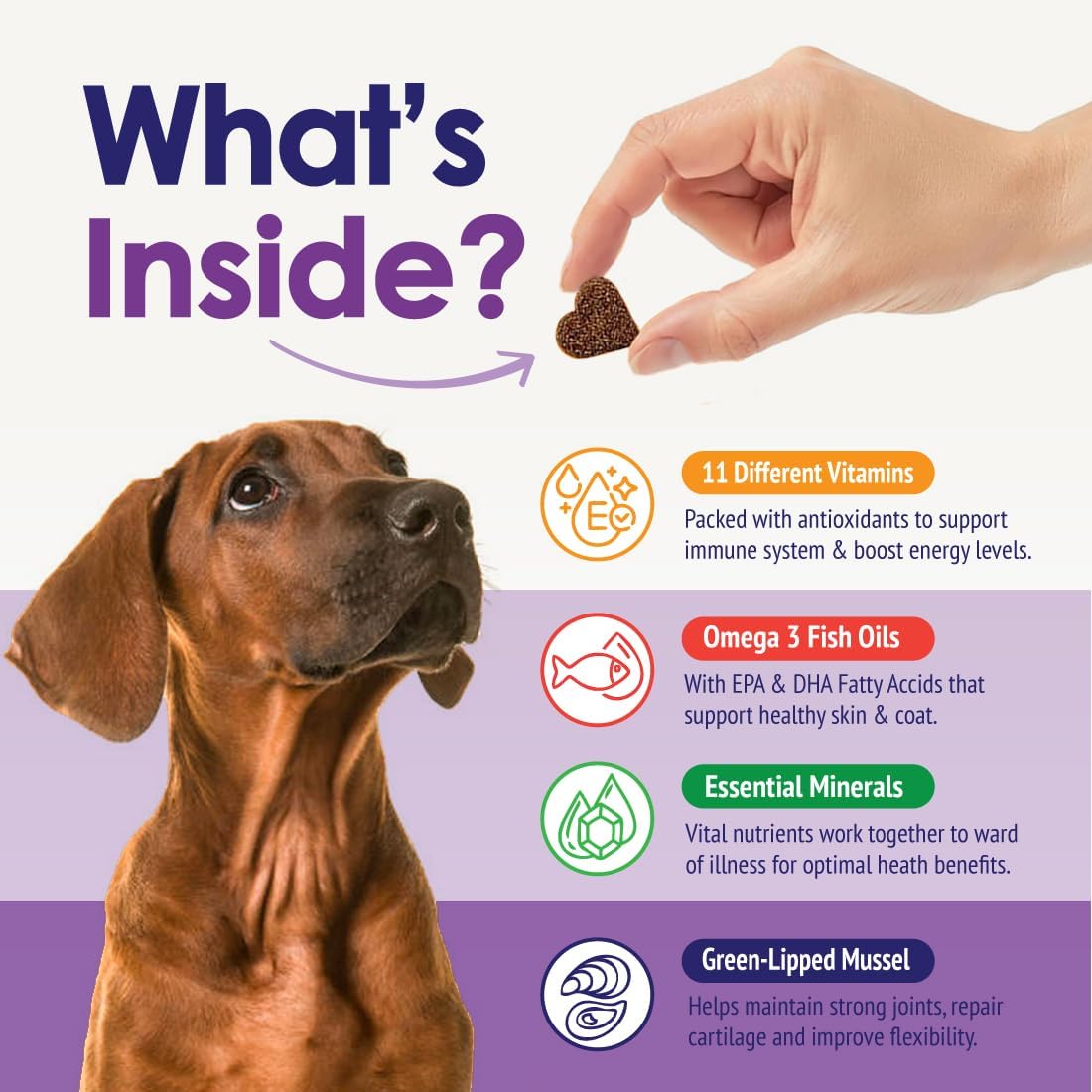 NuLife Natural Pet Health Dog Multivitamin Chewable - 22-in-1 with Green Lipped Mussel & Omega-3 - 60 Beef Chews - görsel 4
