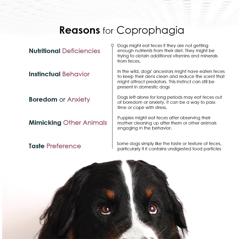 Nixit Anti-Coprophagy Supplement for Dogs – Stops Stool Eating, B-Complex, Chicken Liver Flavour, 298g (10.5 oz) - görsel 5
