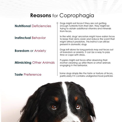Nixit Anti-Coprophagy Supplement for Dogs – Stops Stool Eating, B-Complex, Chicken Liver Flavour, 298g (10.5 oz)