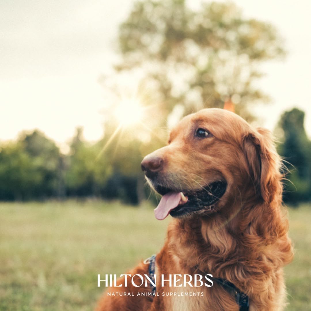 Hilton Herbs Senior Dog Optimum Health Supplement for Older Dogs - görsel 9