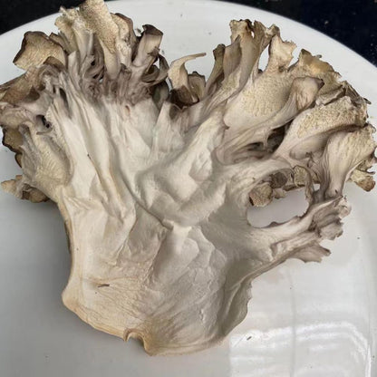 Maitake Mushroom Huishuhua (1000g)