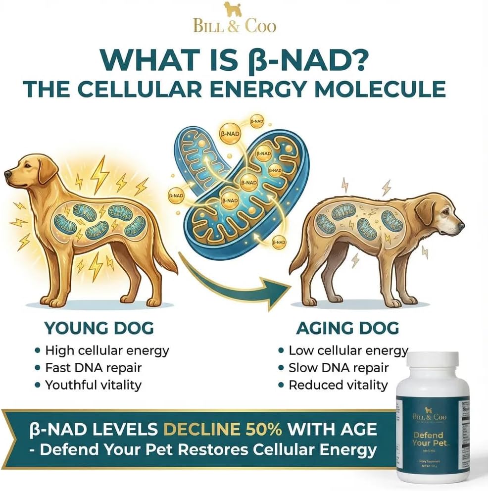 BILL & COO Defend Your Pet β-NAD Supplement for Senior Dogs – Advanced Cellular Anti-Ageing with Vitamins C, D, K2, Probiotics & Digestive Enzymes (105g) - görsel 4