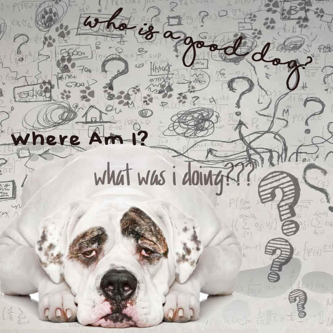 The Blissful Dog American Bulldog Age Well Dog Aromatherapy - görsel 5