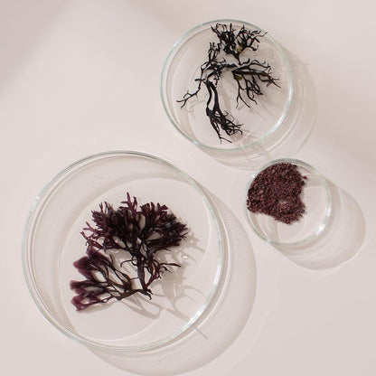 NEW NORDIC Irish Sea Moss Extract - Tri-Algae Complex with Norwegian Kelp and Wakame Seaweed - Vegan & Gluten-free - 30 Tablets