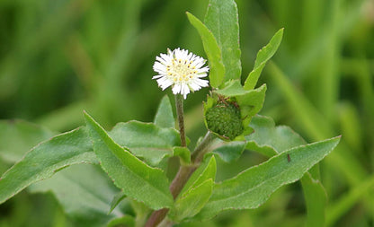 PALPLUS Organic Natural Eclipta Prostrata (False Daisy) Extract Herbal Pills – 300g