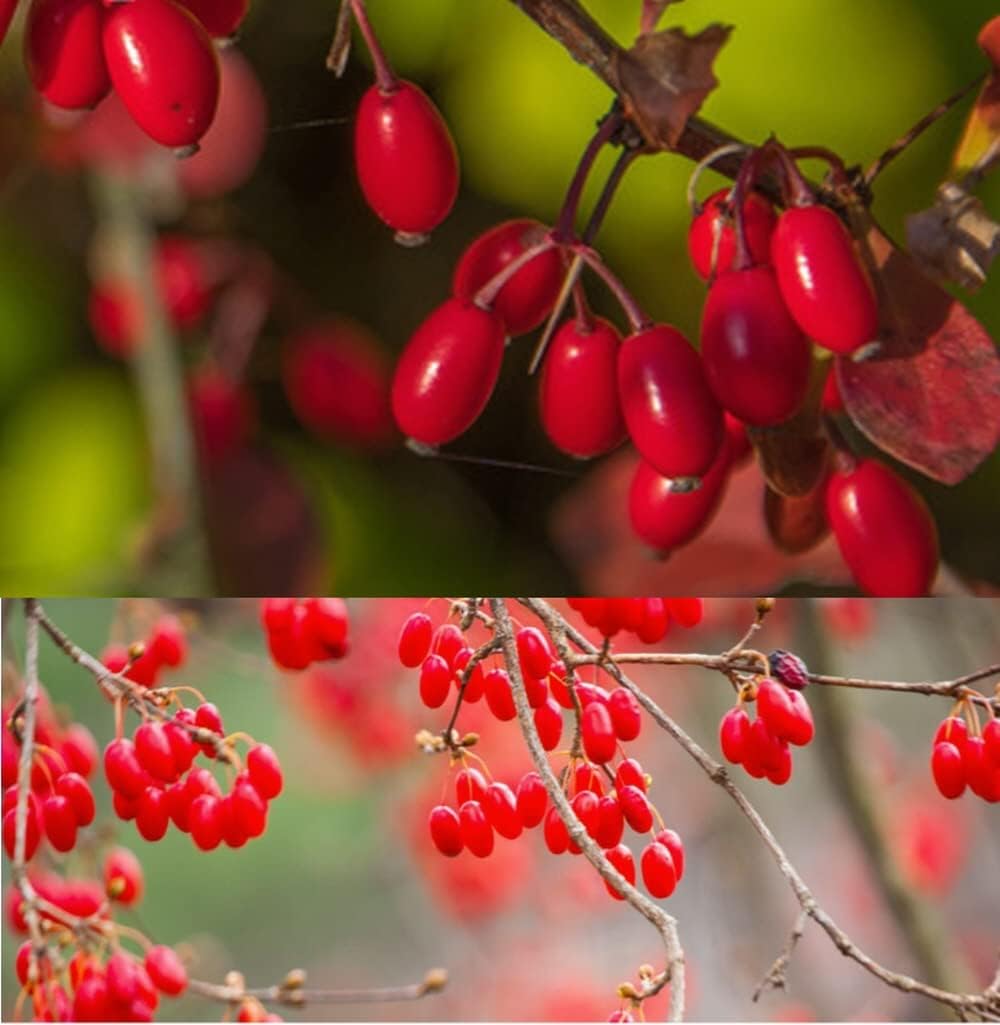 Organic Natural Pure Cornelian Cherry, Cornus Fruit Extract Powder - 300g - görsel 2