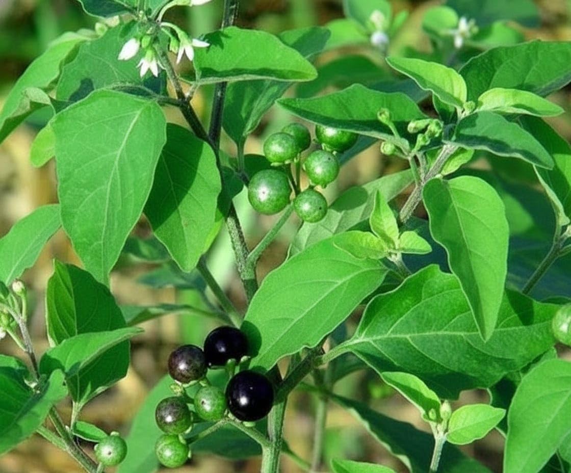 3V Manathakkali Powder 100g - Makoy Powder (Solanum Nigrum, Black Nightshade) - görsel 3