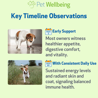 Pet Wellbeing Mushroom Immune Gold for Dogs – Complementary Immune Support with Reishi, Maitake & Turkey Tail – 8 oz Liquid Formulation