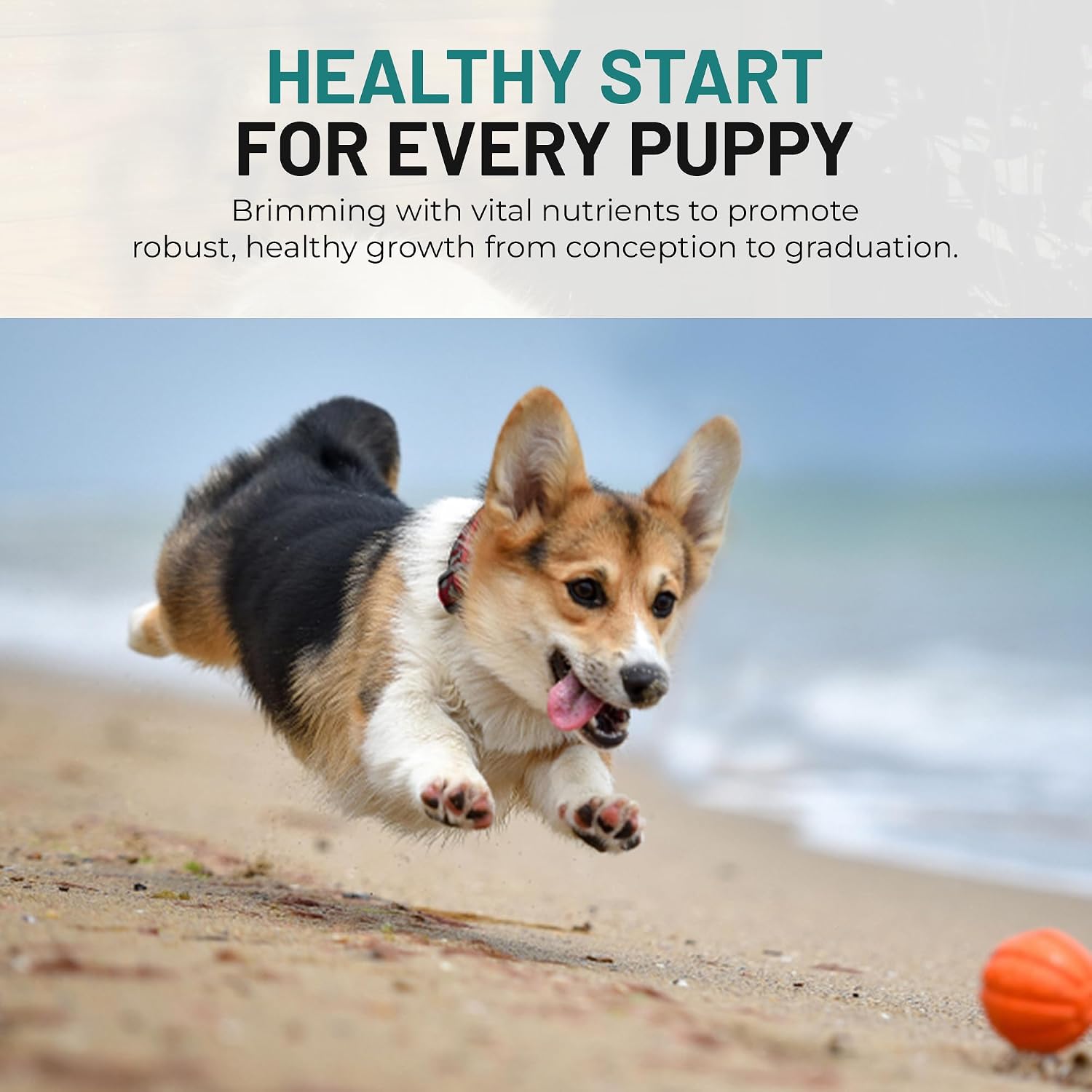 Dog Vitamins and Supplements - Chewable Prenatal Vitamins for Large and Small Breeds - Multivitamin for Health Support and Development - 120 Soft Chews - görsel 5