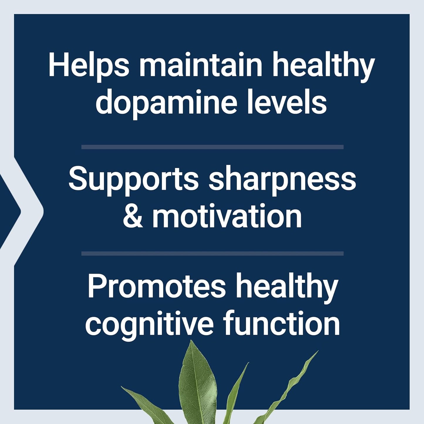 Life Extension Dopamine Advantage: Phellodendron Bark and Vitamin B12 for Cognitive Health, Mental Sharpness and Motivation – 30 Capsules - görsel 4