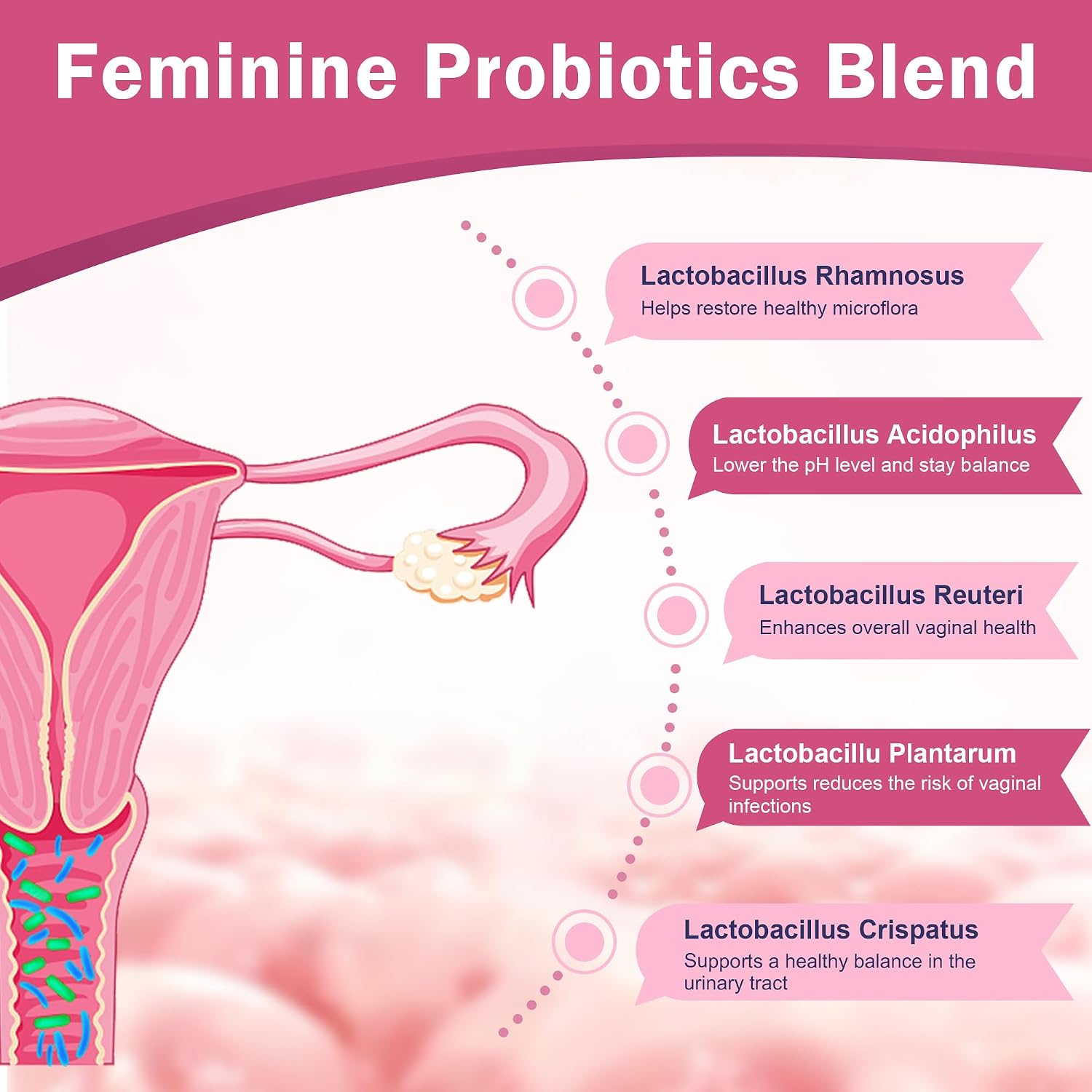 Vaginal Probiotics for Women – 100 Billion CFUs with Prebiotics, Digestive Enzymes, Cranberry & D-Mannose – Supports pH Balance & Urinary Tract Health – 90 Capsules - görsel 3