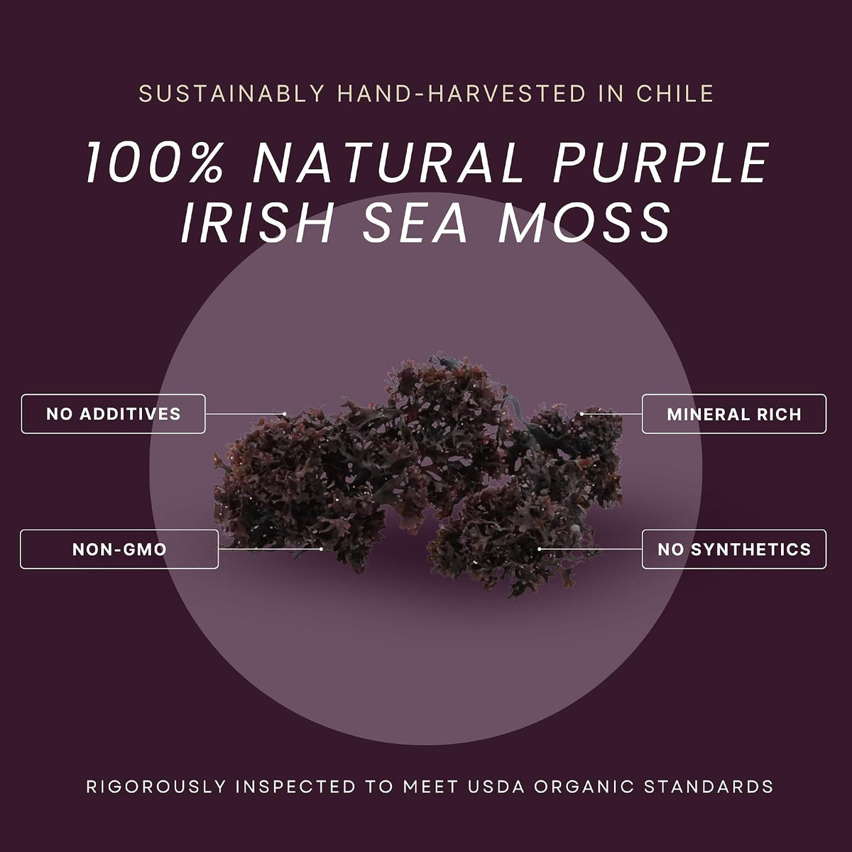 USDA Organic Irish Sea Moss (Purple) - Wildcrafted Chondrus Crispus - Sustainably Harvested from Chile - Makes Approximately 2.8 Litres of Gel - Red's Pure Botanicals - görsel 2