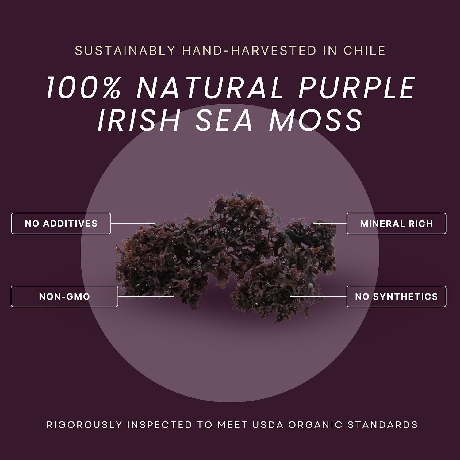 USDA Organic Irish Sea Moss (Purple) - Wildcrafted Chondrus Crispus - Sustainably Harvested from Chile - Makes Approximately 2.8 Litres of Gel - Red's Pure Botanicals - görsel 2